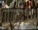 STONEHEARST ASYLUM